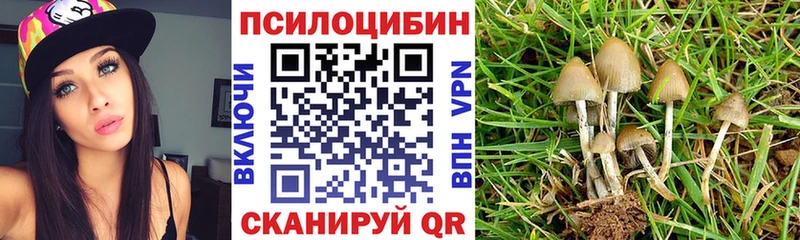 Псилоцибиновые грибы Psilocybe  дарнет шоп  Новоалтайск 